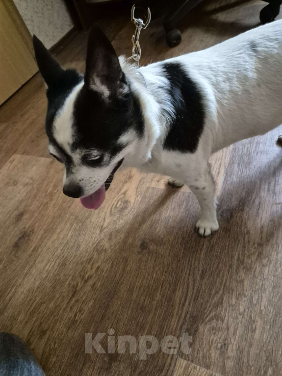 Собаки в Солнечногорске: Мальчик чихуахуа, найден у магнита Центральная ул., с2/1, Солнечногорск. Мальчик, Бесплатно - фото 2