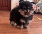 Собаки в Санкт-Петербурге: Мини мальчики померанского шпица , Бинго и Чарли Мальчик, 60 000 руб. - фото 6
