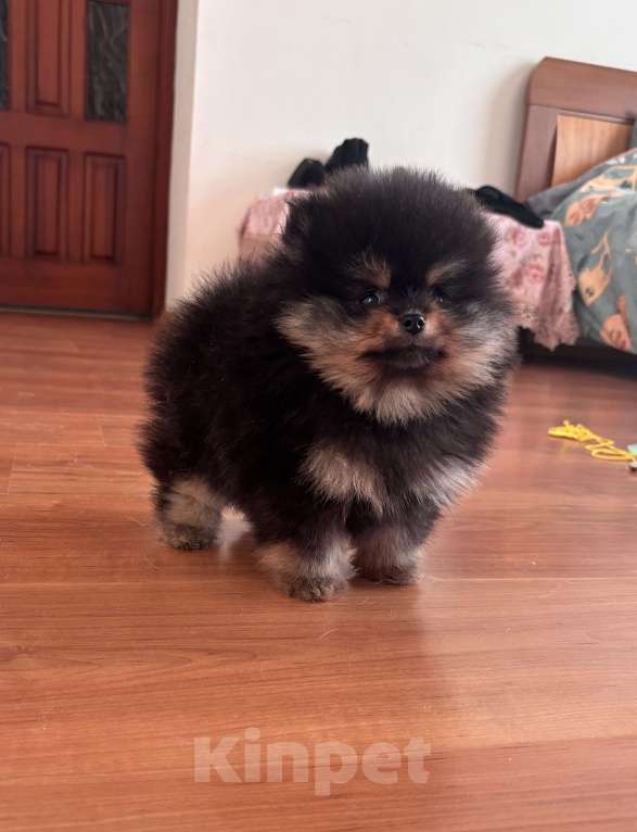 Собаки в Санкт-Петербурге: Мини мальчики померанского шпица , Бинго и Чарли Мальчик, 60 000 руб. - фото 6