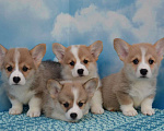 Собаки в Ногинске: Мальчики корги Мальчик, 45 000 руб. - фото 1