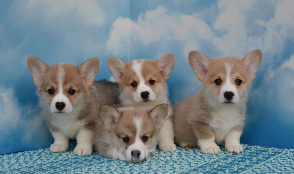 Собаки в Ногинске: Мальчики корги Мальчик, 45 000 руб. - фото 1