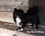 Собаки в Санкт-Петербурге: Шаман черный с белым длинношерстный чихуахуа Мальчик, 70 000 руб. - фото 5