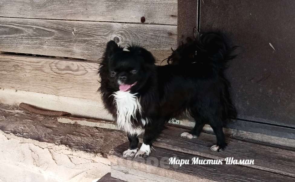 Собаки в Санкт-Петербурге: Шаман черный с белым длинношерстный чихуахуа Мальчик, 70 000 руб. - фото 5