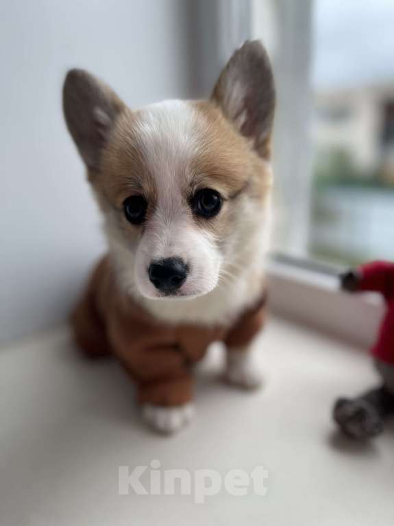 Собаки в Дзержинске: Щенок корги  Девочка, 35 000 руб. - фото 3