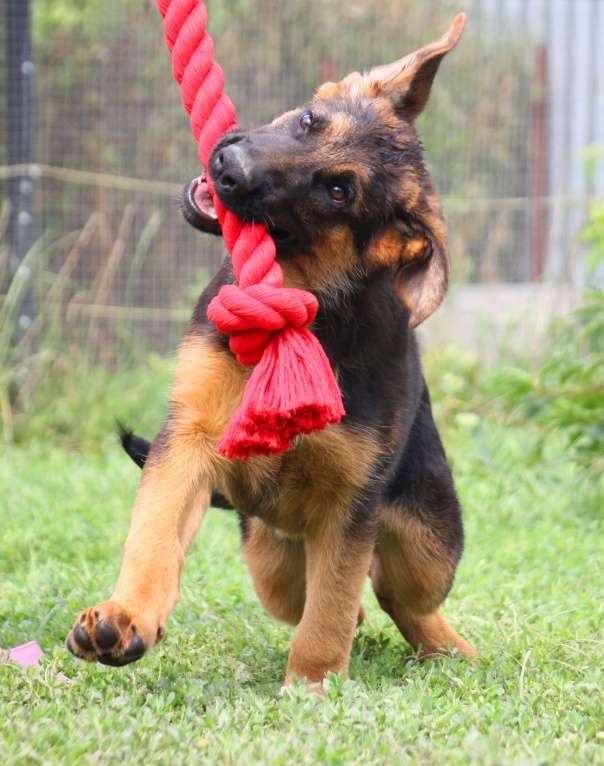 Собаки в других городах Московской области: Щенки Немецкой овчарки РКФ Мальчик, 60 000 руб. - фото 5