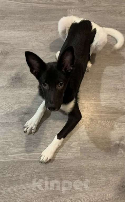 Собаки в Санкт-Петербурге: Отдам собаку в добрые руки Мальчик, Бесплатно - фото 2