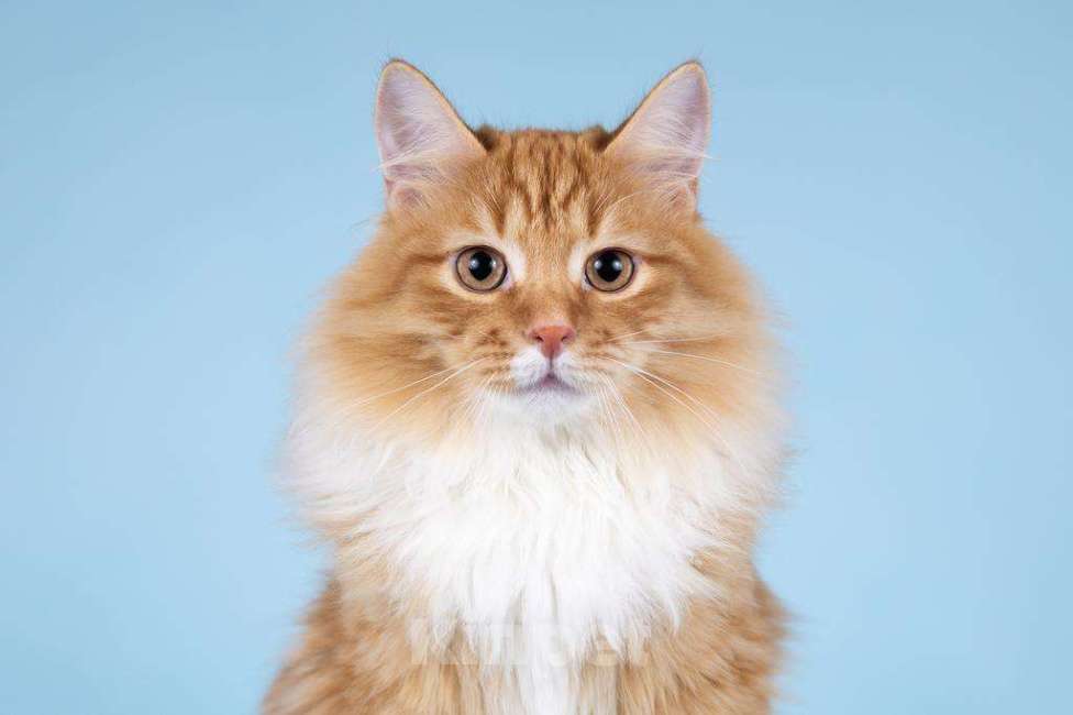 Кошки в Москве: Для рыжего лапочки по имени Пушкин ищем самые добрые руки.  Мальчик, Бесплатно - фото 6