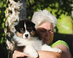 Собаки в Москве: Мальчик австралийской овчарки /аусси  Мальчик, 65 000 руб. - фото 3