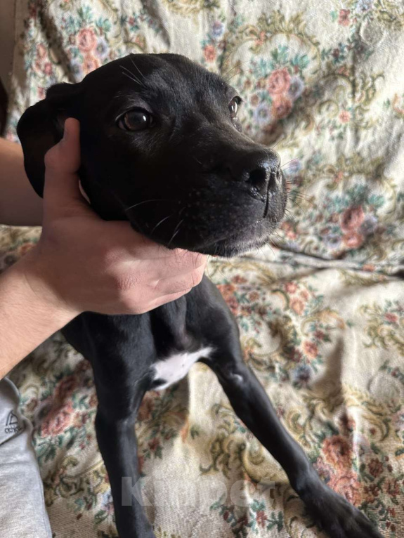 Собаки в Алуште: Щенки Кане Корсо Мальчик, 8 000 руб. - фото 1