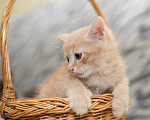 Кошки в Санкт-Петербурге: Котята ищут теплый дом и доброе сердце Разнополые, Бесплатно - фото 5