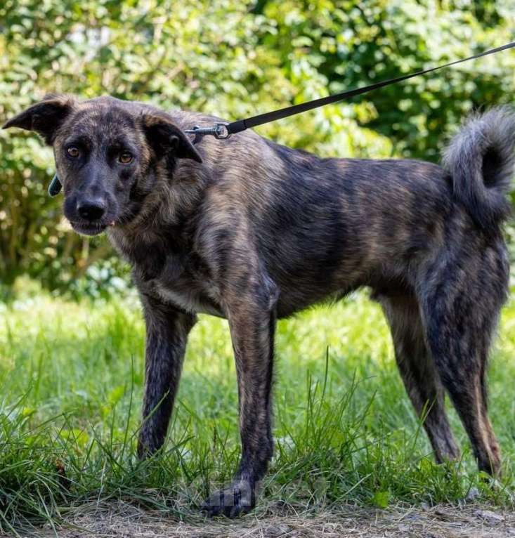 Собаки в Долгопрудном: Тигроша ищет дом Мальчик, Бесплатно - фото 4