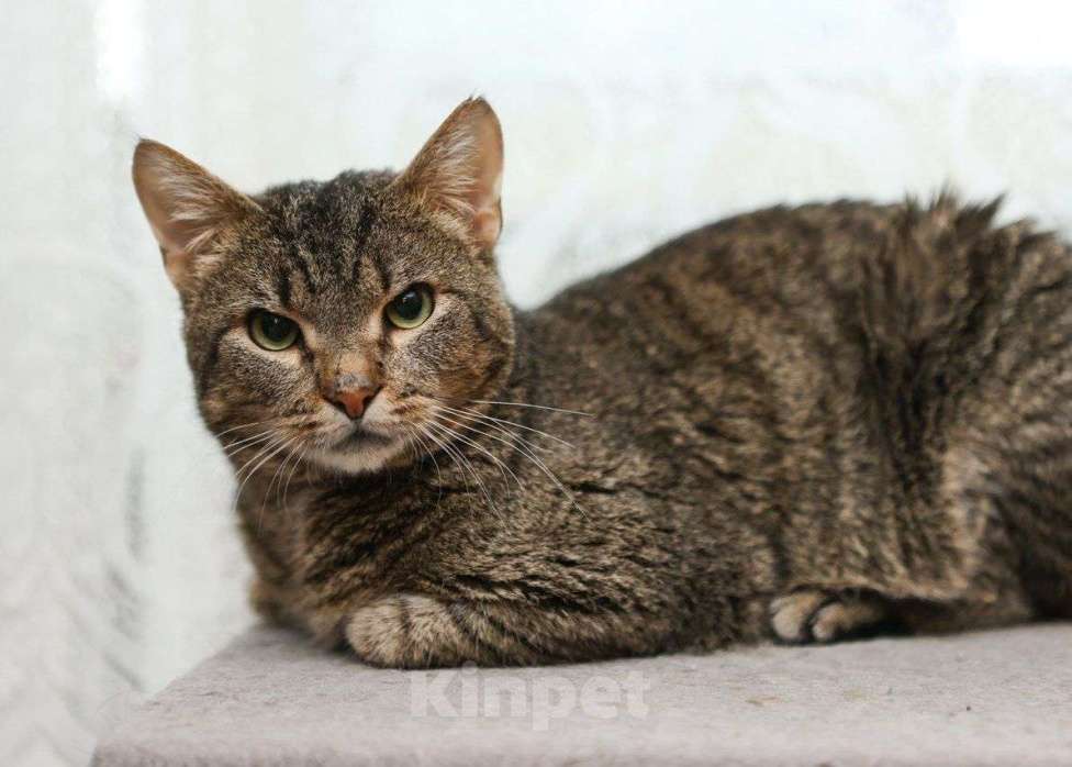 Кошки в Москве: Котик Богдан ищет дом Мальчик, Бесплатно - фото 3