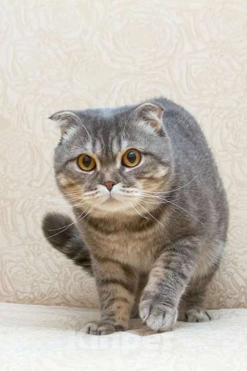 Кошки в Москве: Ищет дом плюшевый Зайка Мальчик, Бесплатно - фото 3