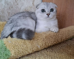 Кошки в Москве: Скоттиш фолд кошечка Ника Девочка, 55 000 руб. - фото 6