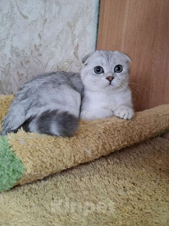 Кошки в Москве: Скоттиш фолд кошечка Ника Девочка, 55 000 руб. - фото 6