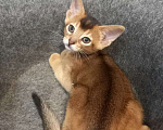 Кошки в Тюмени: Абиссинские котята Девочка, 55 000 руб. - фото 5