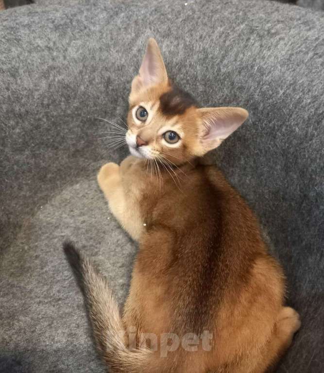 Кошки в Тюмени: Абиссинские котята Девочка, 55 000 руб. - фото 5