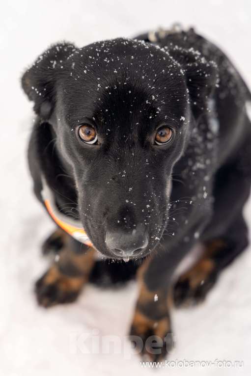 Собаки в Москве: Боня коротколапик ищет дом Девочка, Бесплатно - фото 8