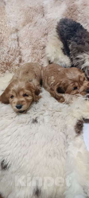 Собаки в других городах Пензенской области: Щенок ищет дом  Мальчик, 20 000 руб. - фото 1