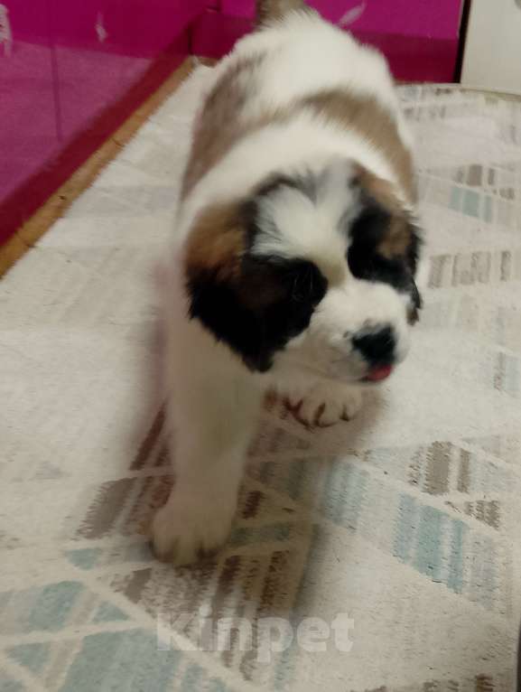 Собаки в Нижнем Тагиле: Щенок Московской сторожевой  Мальчик, 20 000 руб. - фото 7