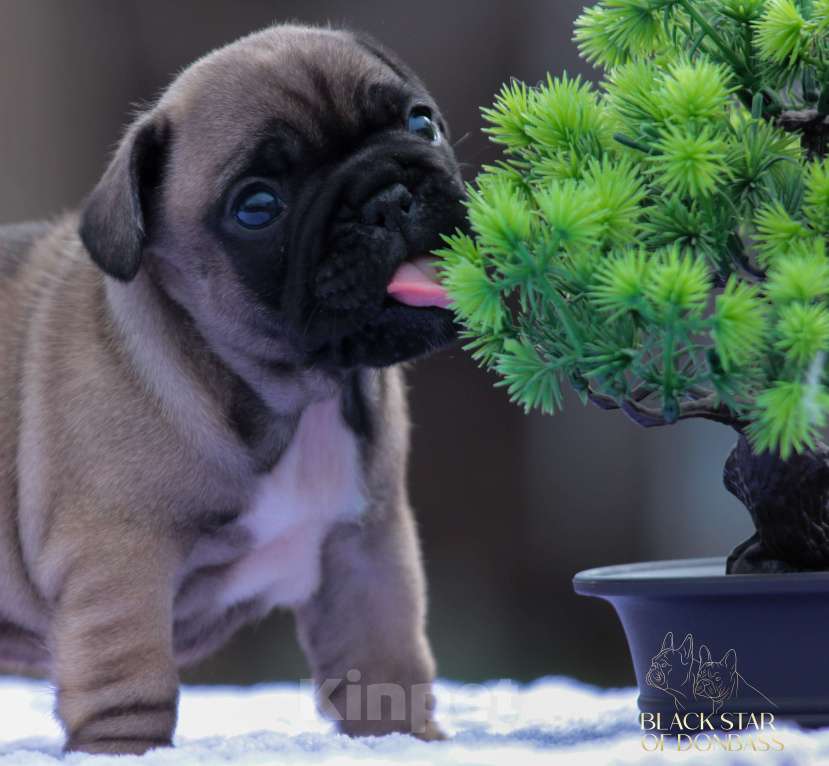 Собаки в Тюмени: Щенки французского бульдога Девочка, 80 000 руб. - фото 2