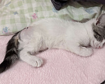 Кошки в Севастополе: Котенок ищет дом Девочка, Бесплатно - фото 5