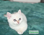 Кошки в Уфе: Умка Мальчик, 6 000 руб. - фото 2