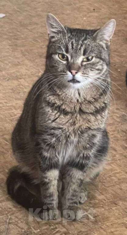 Кошки в Москве: Джо ищет дом Мальчик, Бесплатно - фото 2