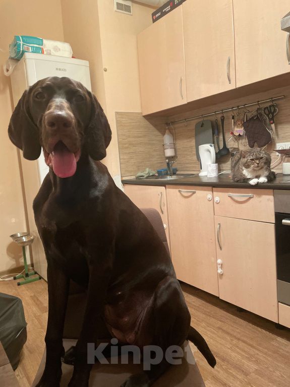 Собаки в Санкт-Петербурге: Немецкий курцхаар Девочка, 1 000 руб. - фото 2