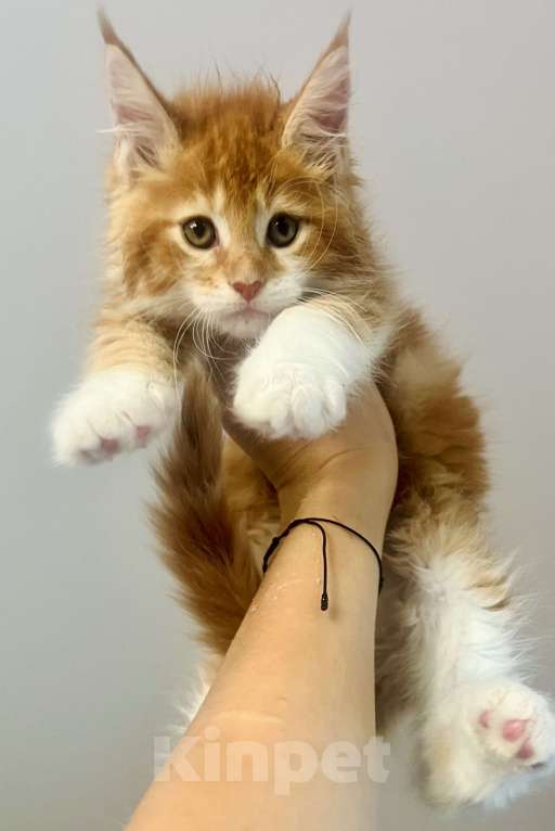 Кошки в Нижнекамске: Девочка рыжий биколор Девочка, 9 000 руб. - фото 2