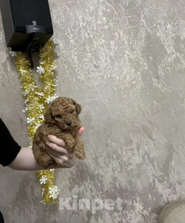 Собаки в Москве: Мальчик Мальчик, 50 000 руб. - фото 1