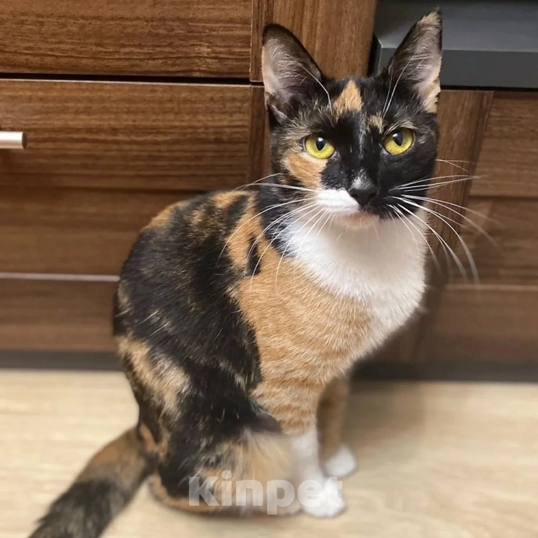 Кошки в Москве: Неужели и впрямь никто не заберет? Девочка, Бесплатно - фото 2