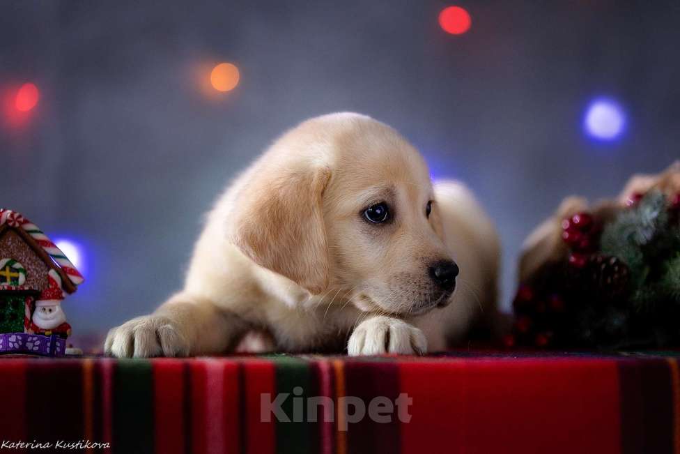 Собаки в Москве: Щенок лабрадора  Девочка, 80 000 руб. - фото 3