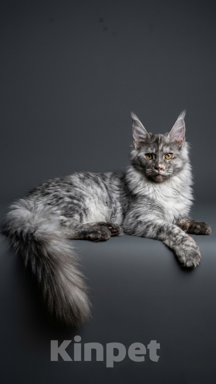 Кошки в Москве: Мистическая красавица мейн-кун: крупные лапы, кисточки и золотой характер! Девочка, 35 000 руб. - фото 2