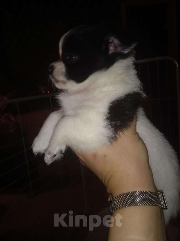 Собаки в Санкт-Петербурге: Чихуахуа мини Разнополые, 25 000 руб. - фото 9