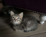 Кошки в Самаре: Котенок Девочка, Бесплатно - фото 2