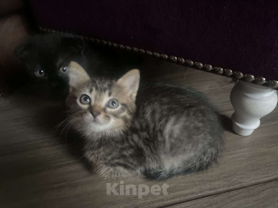 Кошки в Самаре: Котенок Девочка, Бесплатно - фото 2