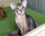 Кошки в Москве: Абиссинская девочка Девочка, 70 000 руб. - фото 2