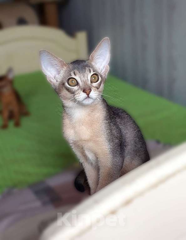 Кошки в Москве: Абиссинская девочка Девочка, 70 000 руб. - фото 2