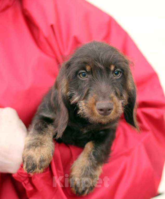 Собаки в Москве: Жесткошерстная такса Мальчик, 45 000 руб. - фото 6