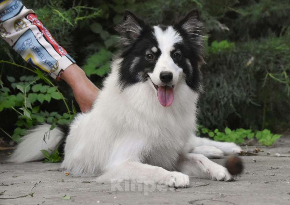 Собаки в Москве: Ненецкая оленегонная лайка. Сука Царица Томирис.  Девочка, 60 000 руб. - фото 5