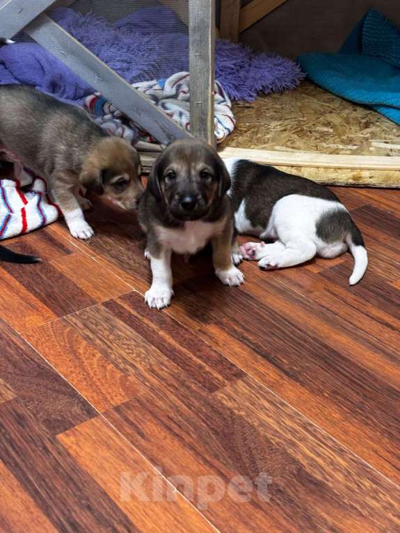 Собаки в Балашихе: Щенки очень хотят домой Мальчик, Бесплатно - фото 3