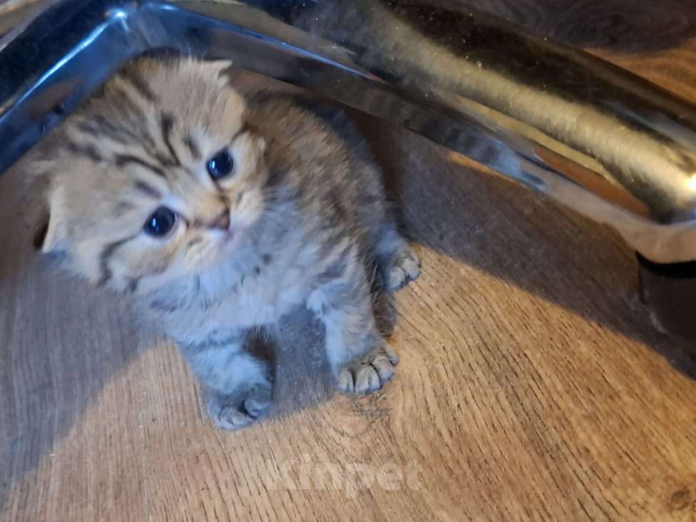 Кошки в Москве: Шотландские вислоухие котята Разнополые, 15 000 руб. - фото 8