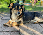 Собаки в Семилуках: Умная собака Девочка, Бесплатно - фото 5