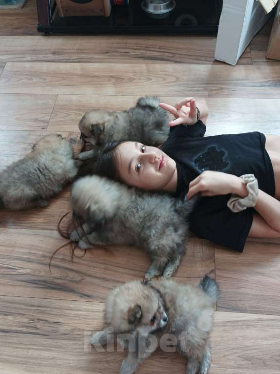 Собаки в Химках: Малыши, рождённые 8 Марта Разнополые, 35 000 руб. - фото 3