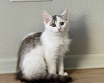 Кошки в Москве: Котенок в добрые руки Девочка, Бесплатно - фото 2