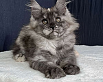 Кошки в Ярославле: Котенок 3 месяца, девочка Девочка, 40 000 руб. - фото 2
