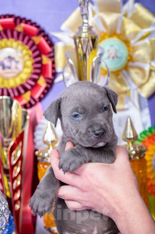 Собаки в Красноярске: Щенки американского питбультерьера Девочка, 45 000 руб. - фото 5