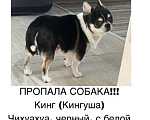 Собаки в других городах Калужской области: Потерялась собака!!!  Мальчик, 10 000 руб. - фото 4