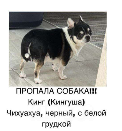Собаки в других городах Калужской области: Потерялась собака!!!  Мальчик, 10 000 руб. - фото 4